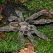 Costa Rican Orangemouth Tarantula - Photo (c) Robert Puschendorf, all rights reserved, uploaded by Robert Puschendorf