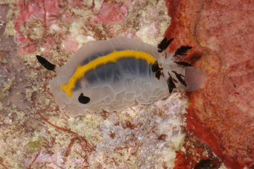 Halgerda radamaensis