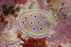 Goniobranchus geminus image