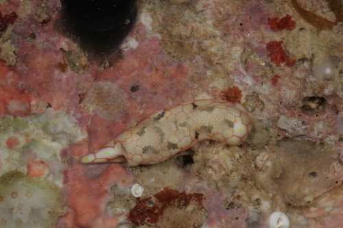 mosaic headshield slug