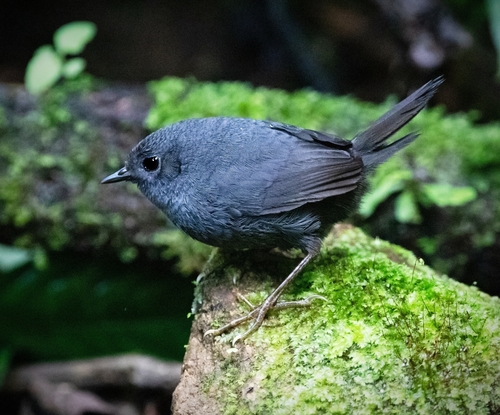 Mouse-colored Tapaculo
