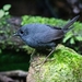 Mouse-colored Tapaculo - Photo (c) gstroz, all rights reserved
