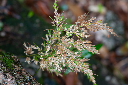 Selaginella biformis