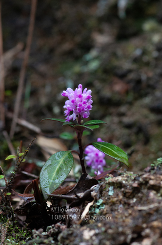 Polygala koi