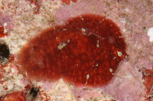 Warty Seacat