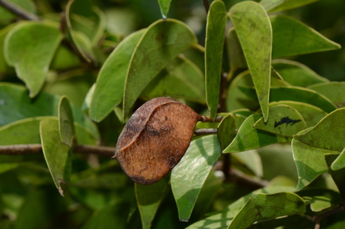 Aphanocalyx richardsiae