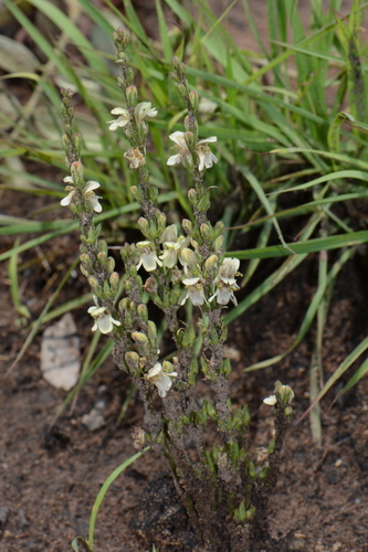Justicia bequaertii