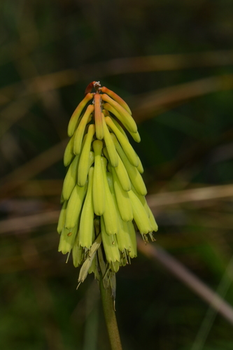 Kniphofia grantii