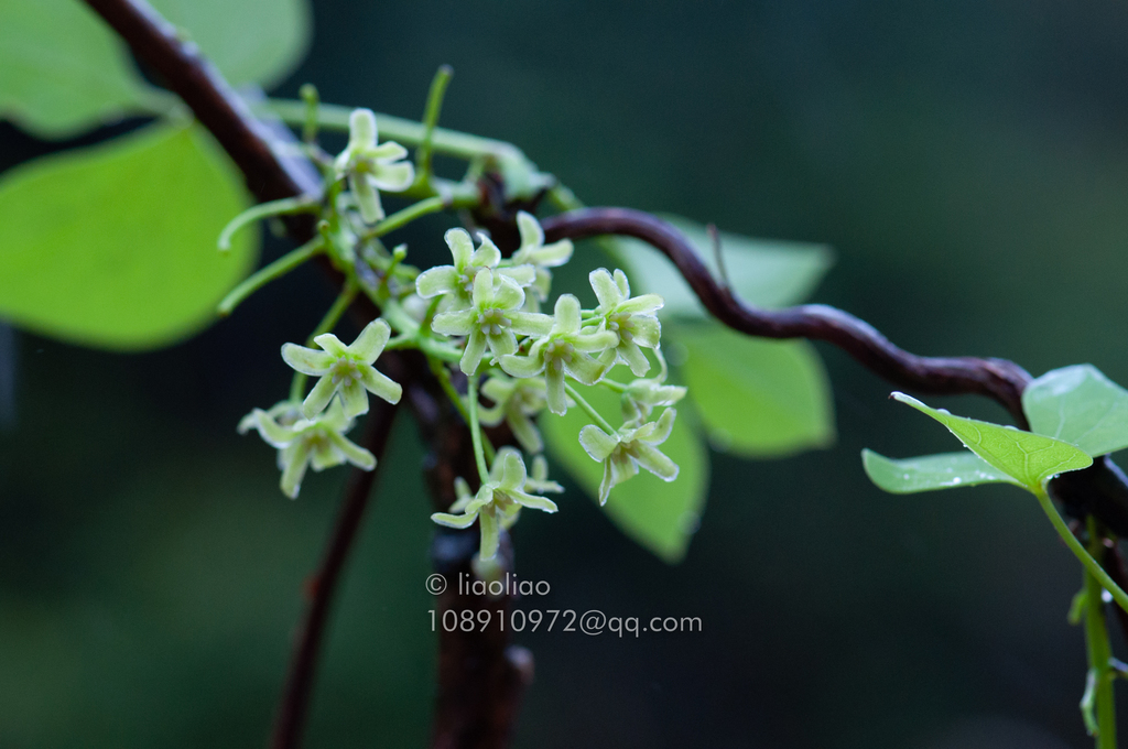 Sargentodoxa cuneata (Sargentodoxa cuneata)