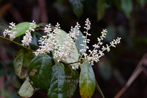 Itea coriacea