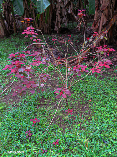 Euphorbia cotinifolia image