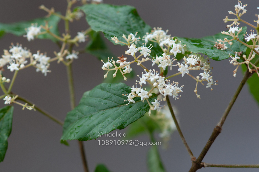 Viburnum fordiae (Viburnum fordiae)