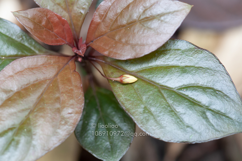 Lysimachia petelotii (Lysimachia petelotii)