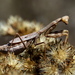 Mantis de California - Photo (c) Jay Keller, todos los derechos reservados, uploaded by Jay L. Keller