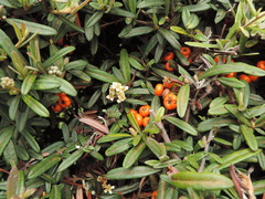 Image of Pyracantha coccinea