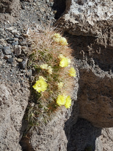 Cumulopuntia chichensis