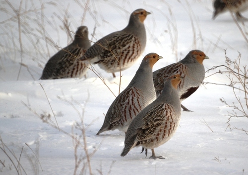 Gray Partridge