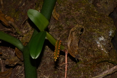 Bulbophyllum fuscum image