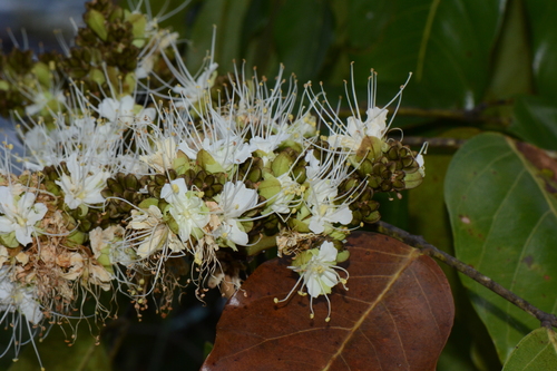 Isoberlinia angolensis