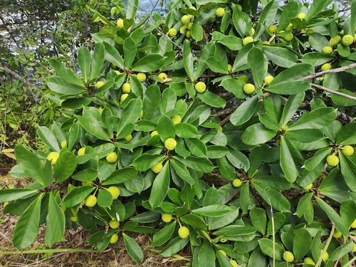 Ficus cyathistipula