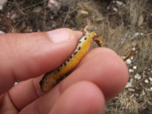 Portuguese Smooth Newt