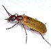 Ochre Beaded Blister Beetle - Photo (c) Jay Keller, all rights reserved, uploaded by Jay Keller