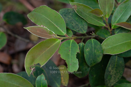 Ilex dasyphylla