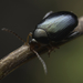 Cabbage-stem Flea Beetle - Photo (c) Panagiotis Dalagiorgos, all rights reserved, uploaded by Panagiotis Dalagiorgos