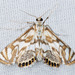 Scrollwork Pyralid Moth - Photo (c) Michael King, all rights reserved, uploaded by Michael H. King