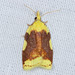 Aproned Cenopis Moth - Photo (c) Michael King, all rights reserved, uploaded by Michael H. King