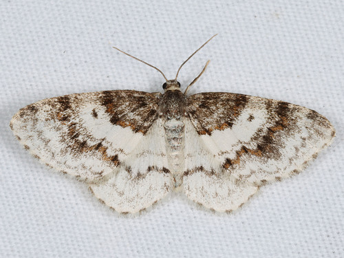 Hydrelia condensata (Walker, 1862)