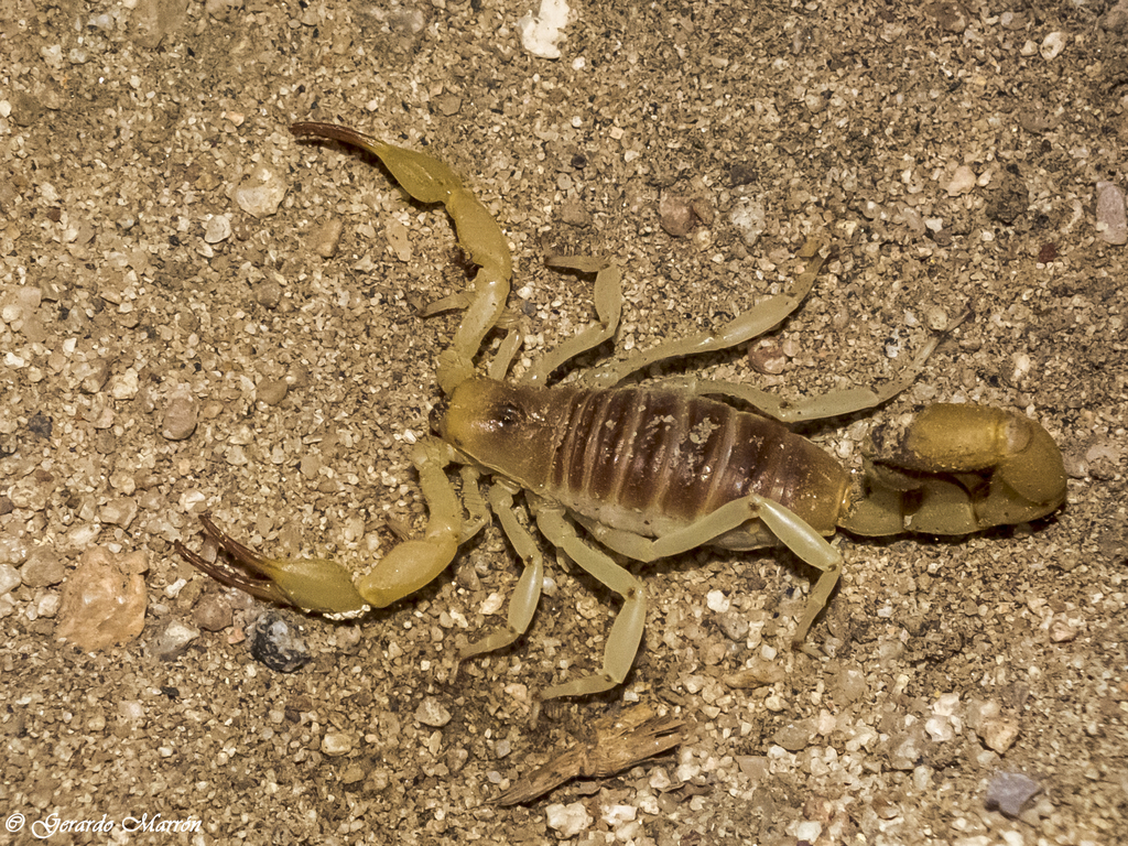 Hadrurus concolorous from Universidad Autónoma de Baja California Sur ...