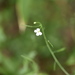 Arabidopsis halleri gemmifera - Photo (c) Yanghoon Cho, todos los derechos reservados, subido por Yanghoon Cho
