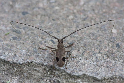 Pseudhammus