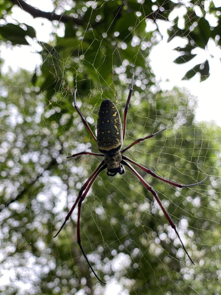 Batik Golden Web Spider From Sungei Buloh Wetland Reserve, Lim Chu Kang 