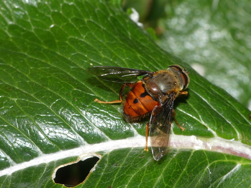 Eristalis alleni · iNaturalist Mexico