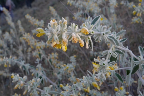 Kurdish Lampwick (Phlomis kurdica)