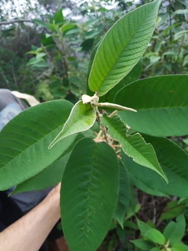 Croton sucrensis