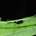 Rentz's Stick Insect - Photo (c) grisper1, all rights reserved