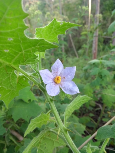 Solanum sublentum