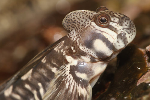 Alticus monochrus