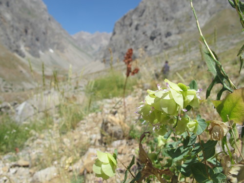 Origanum acutidens