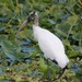 Wood Stork - Photo (c) Jeff Stauffer, all rights reserved, uploaded by Jeff Stauffer