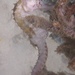 Observation photo