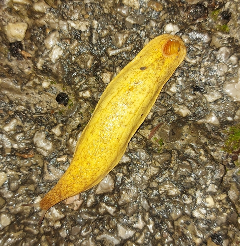 Shield Slug