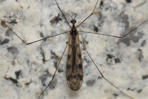 Dicranomyia (Dicranomyia) mesosternatoides