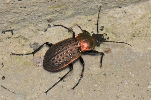 Carabus tuberculosus