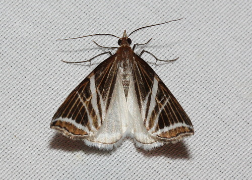 Phrataria transcissata Walker, 1862