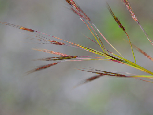 Thatching Grass (Hyparrhenia rufa) · iNaturalist