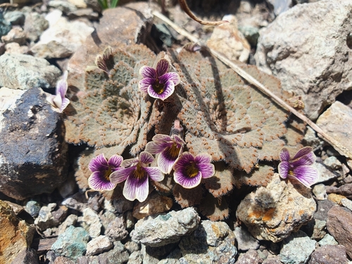 Viola volcanica
